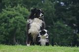 BERGER AUSTRALIEN - ADULT & PUPPY 118